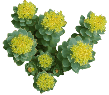 Rhodiola Rosea