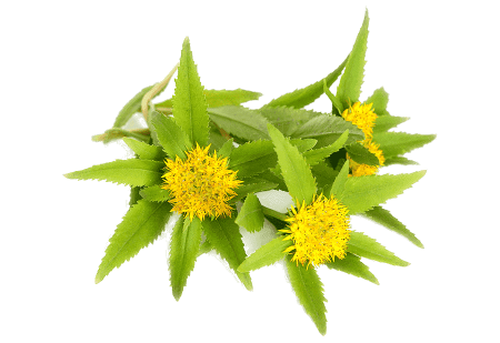 Rhodiola Rosea